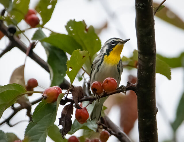 Yellow-throated Warbler