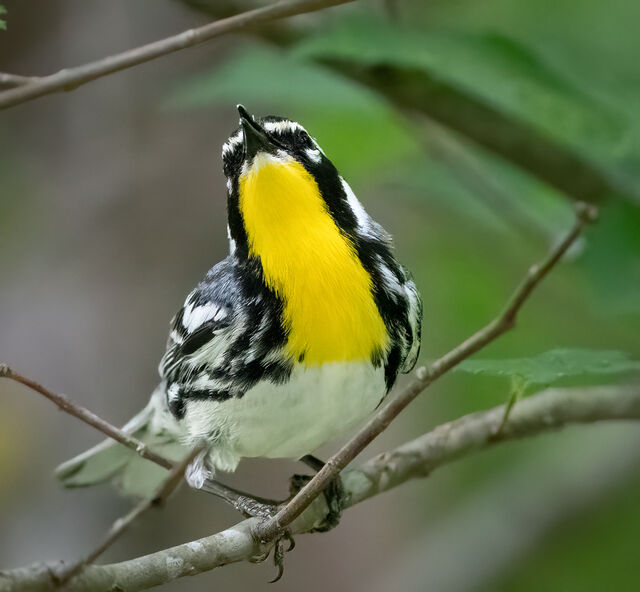 Yellow-throated Warbler