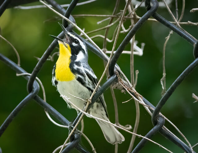 Yellow-throated Warbler