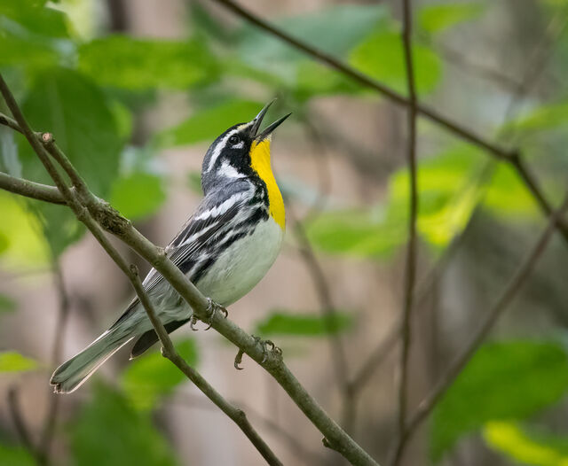 Yellow-throated Warbler