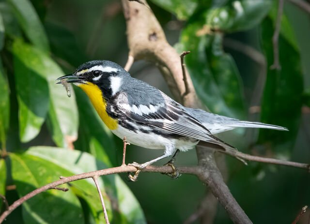 Yellow-throated Warbler