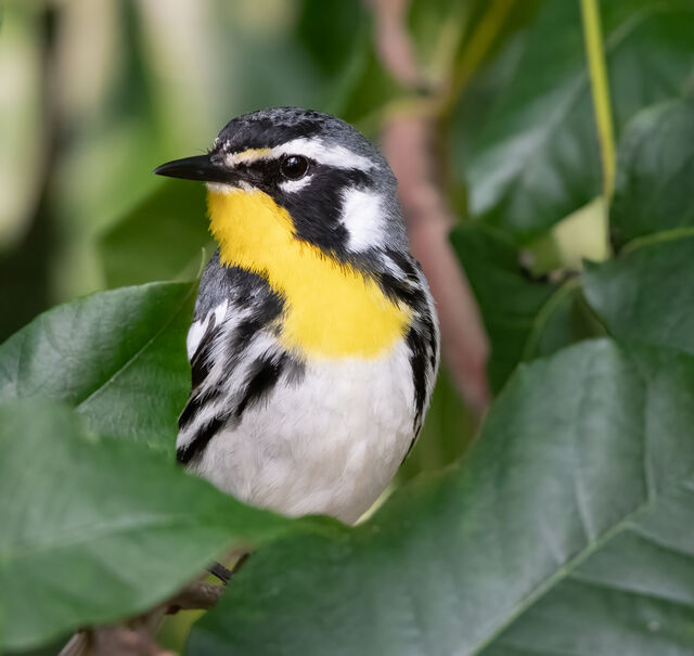 Yellow-throated Warbler