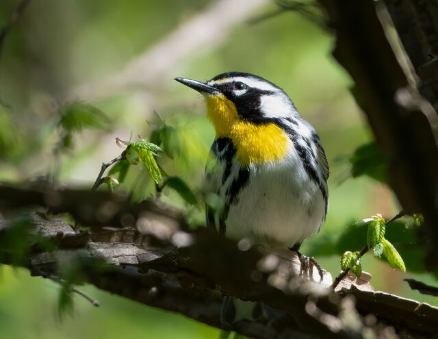Yellow-throated Warbler