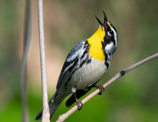 Yellow-throated Warbler