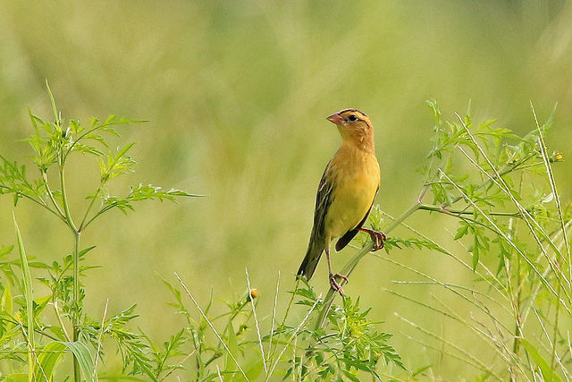 Bobolink