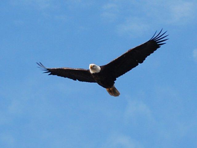 Bald Eagle