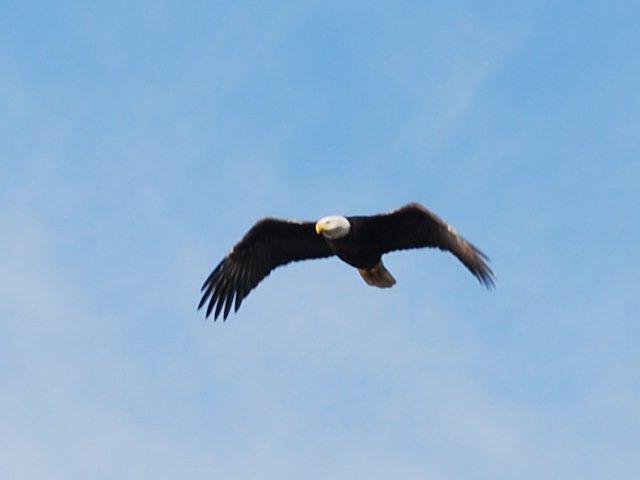 Bald Eagle