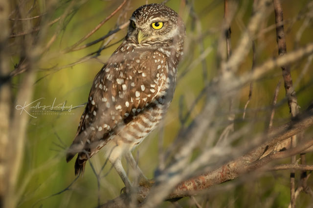 Burrowing Owl