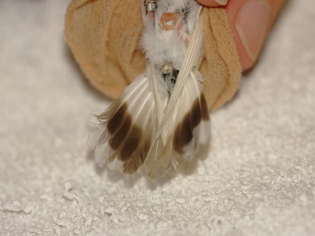 Ruby-throated Hummingbird