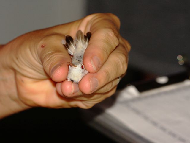 Ruby-throated Hummingbird
