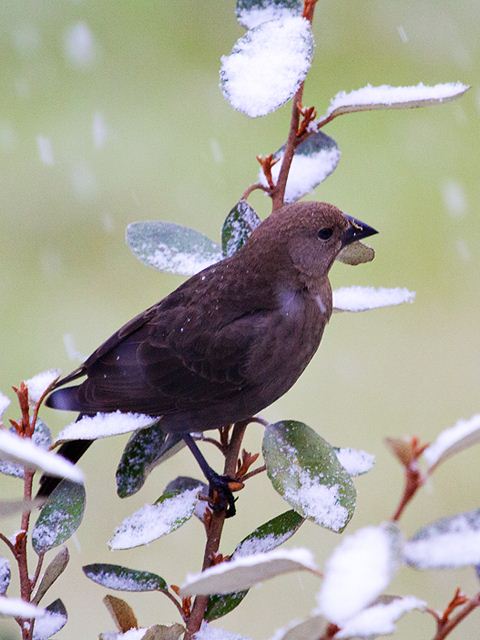 Brown-headed Cowbird
