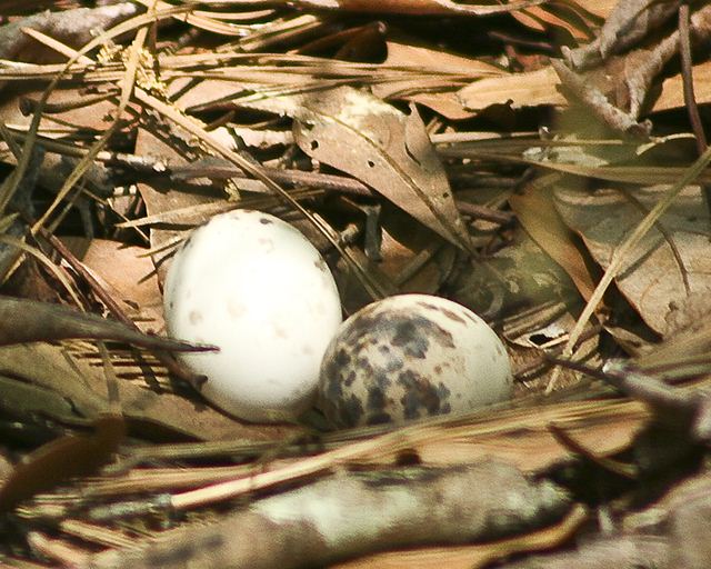 Chuck-will's-widows