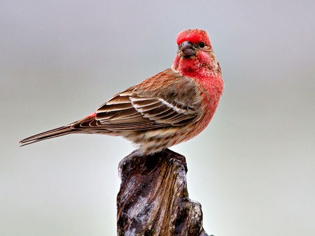 House Finch