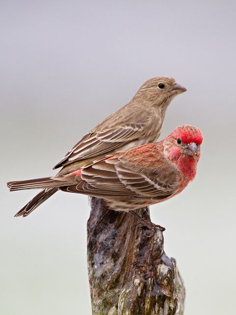 House Finch