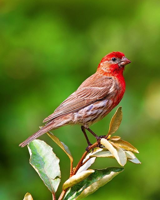 House Finch