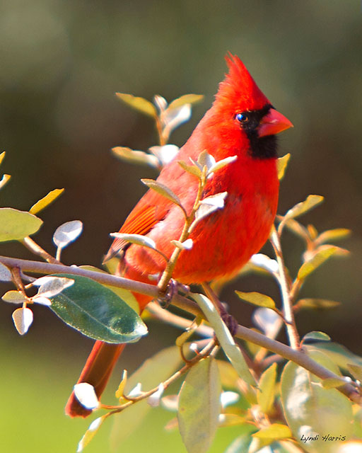 Northern Cardinals