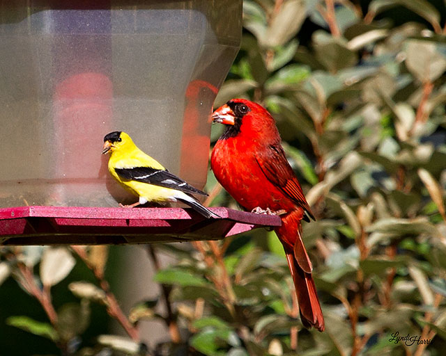 Northern Cardinal and American Goldfinch