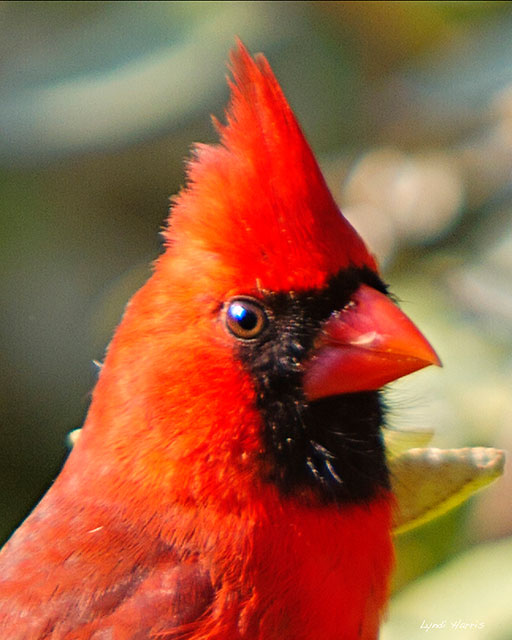 Northern Cardinals