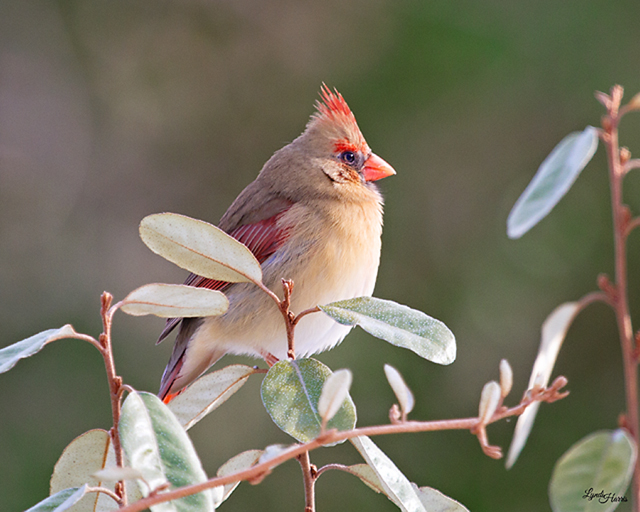 Northern Cardinals
