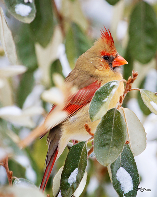 Northern Cardinals