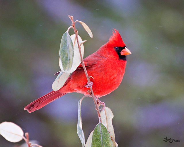 Northern Cardinals