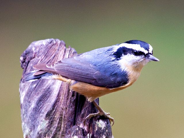 Red-breasted Nuthatch