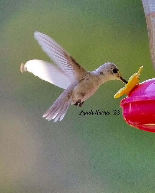 Ruby-throated Hummingbird