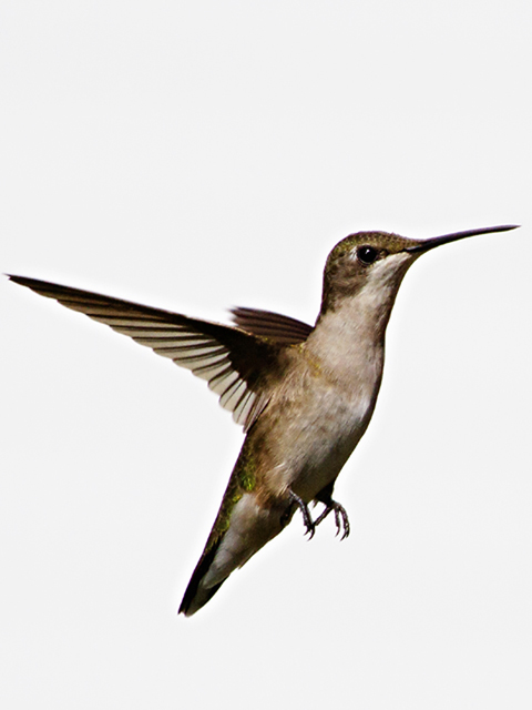 Ruby-throated Hummingbird