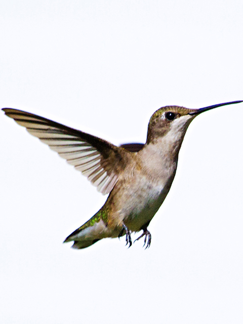 Ruby-throated Hummingbird