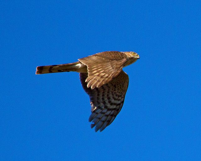 Sharp-shinned Hawk