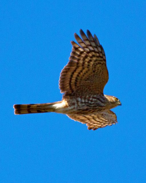 Sharp-shinned Hawk