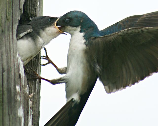 Tree Swallows