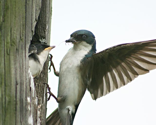 Tree Swallows