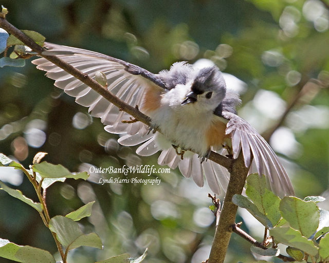 Tufted Titmouse