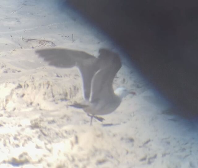 Heermann's Gull