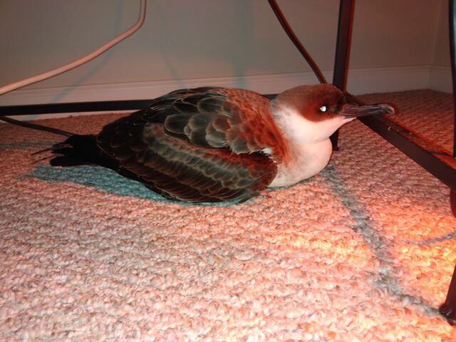 Great Shearwater