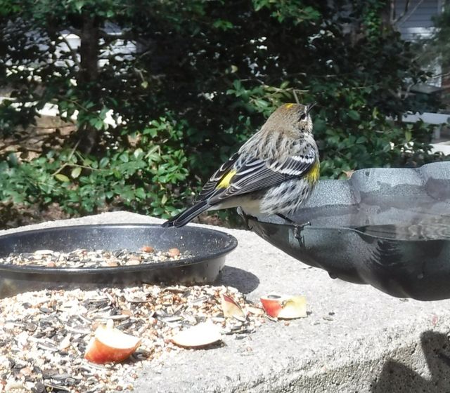 Yellow-rumped Warbler