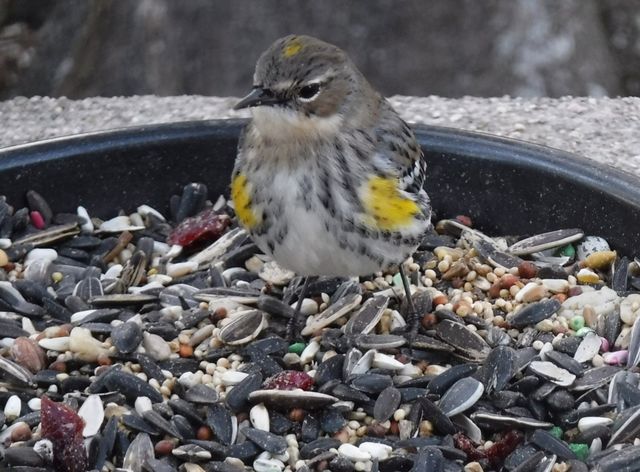 Yellow-rumped Warbler