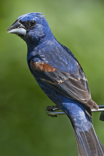 Blue Grosbeak