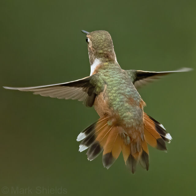 Rufous Hummingbird