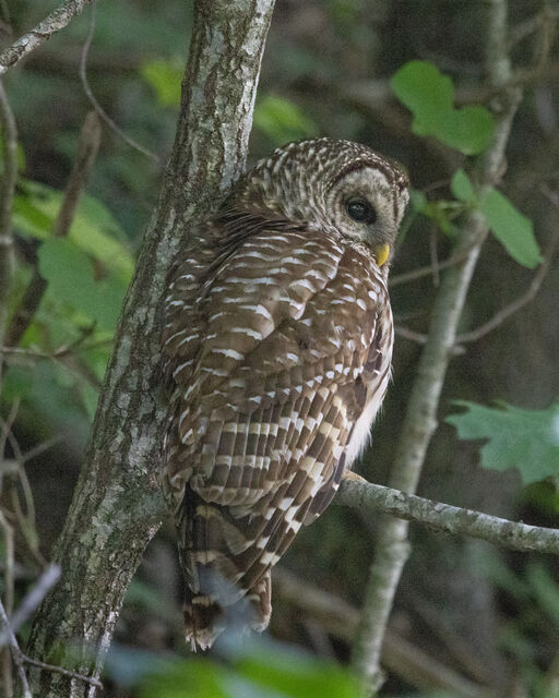 Barred Owl
