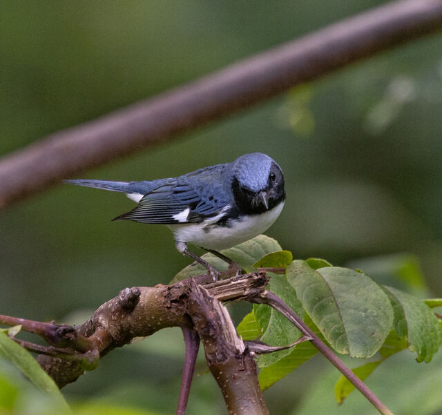 Black-throated Blue Warbler