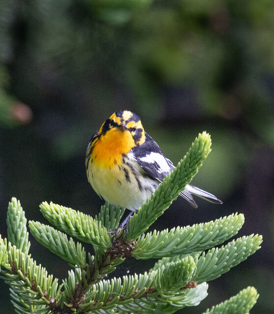 Blackburnian Warbler