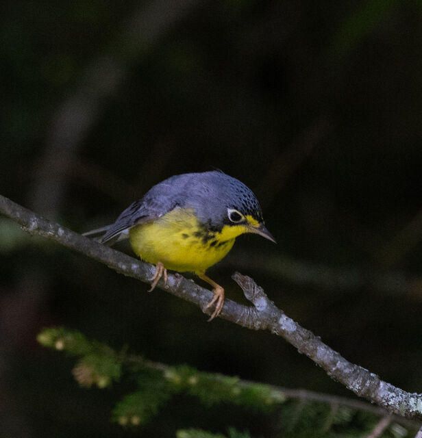 Canada Warbler
