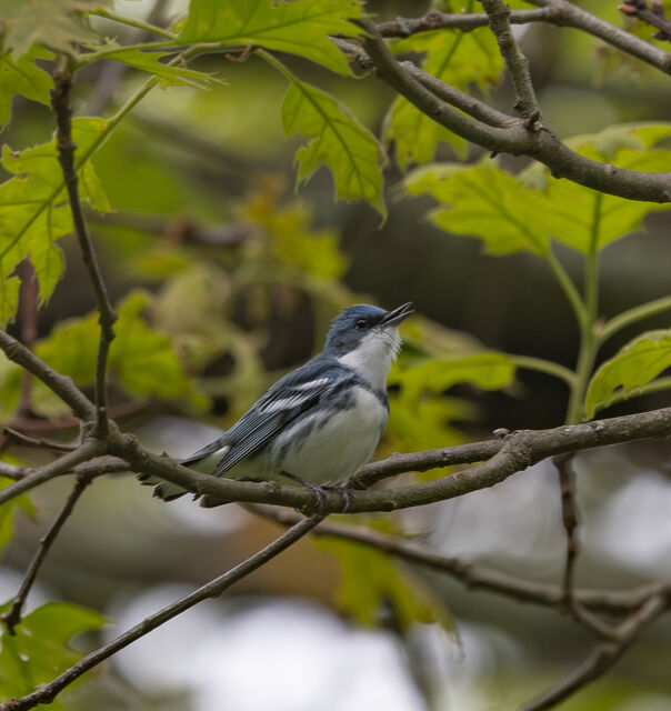 Cerulean Warbler
