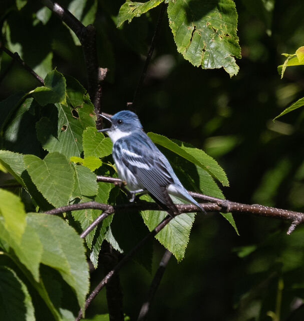 Cerulean Warbler