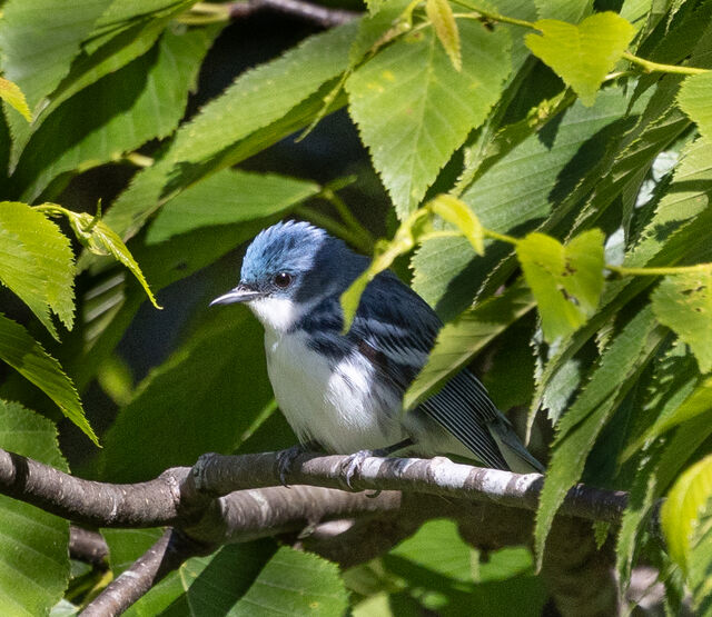 Cerulean Warbler