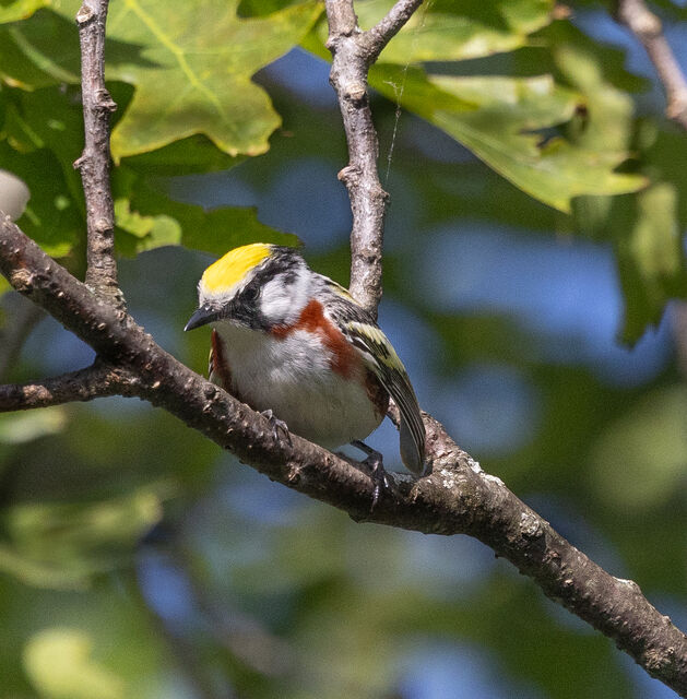 Chestnut-sided Warbler