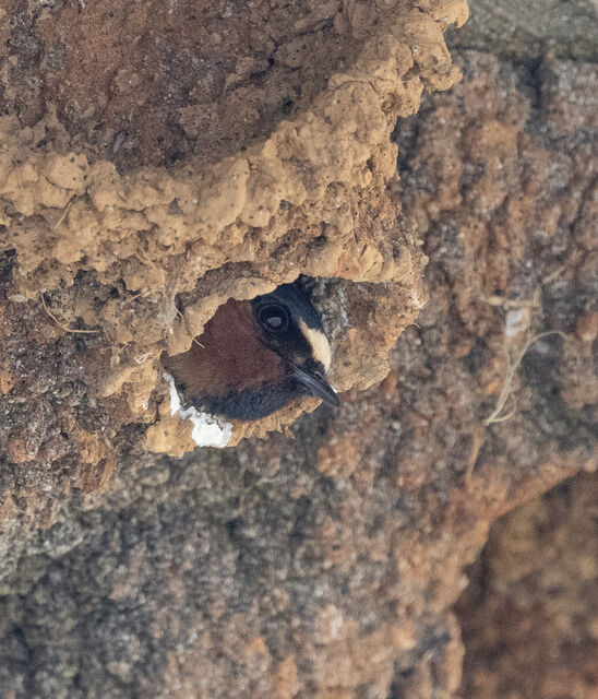 Cliff Swallow