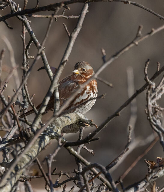 Fox Sparrow